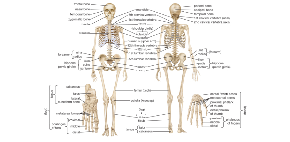 Pelvic Bone Diagram Unlabeled - Diagram Media